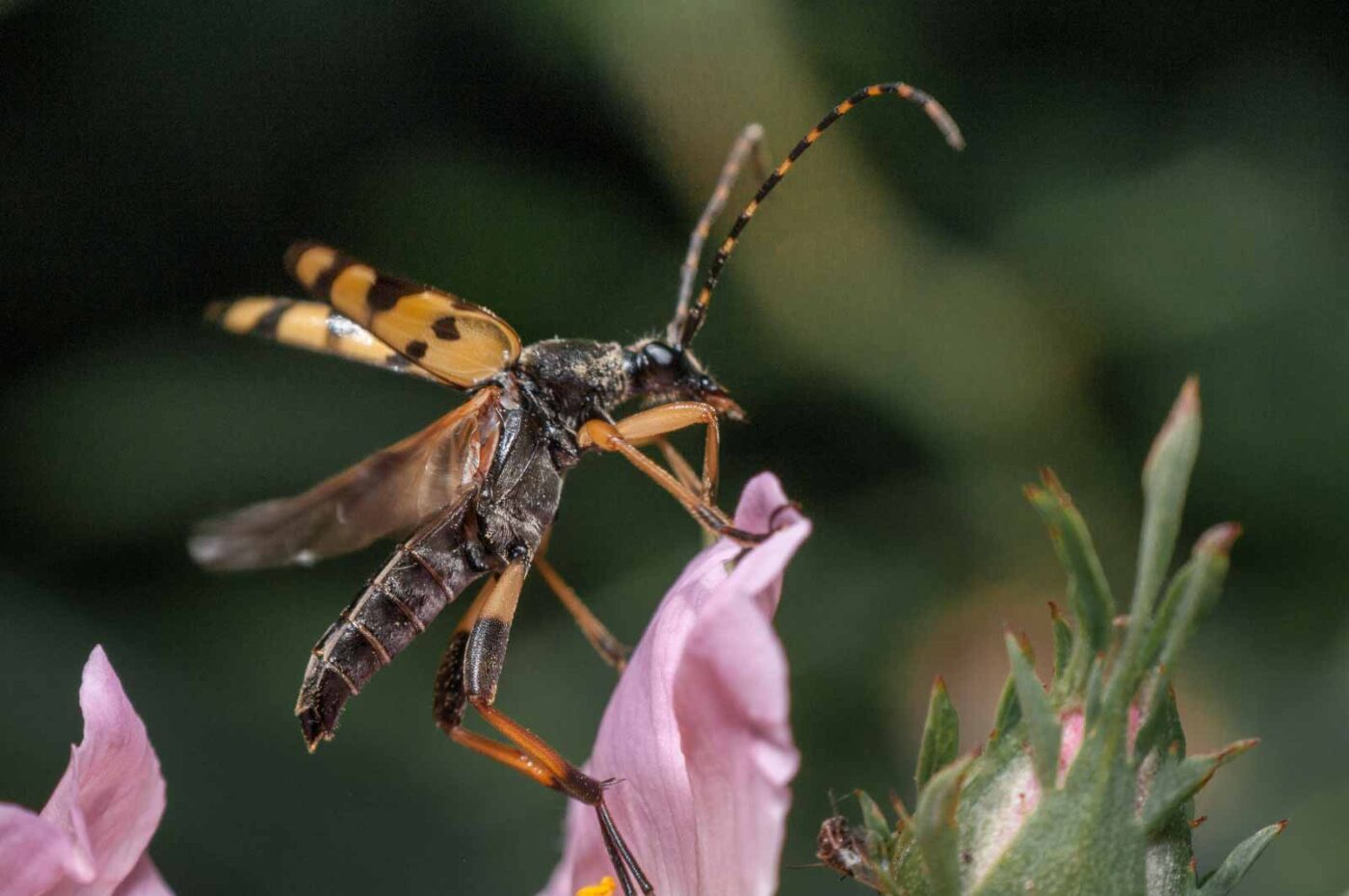 2020-05-21 - NSG Hürfeldhalde Dorsten