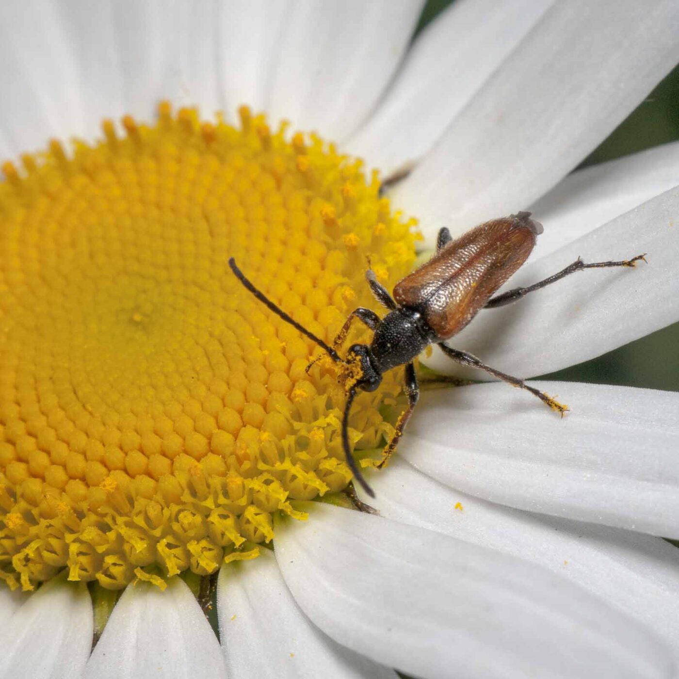 2020-05-21 - NSG Hürfeldhalde Dorsten