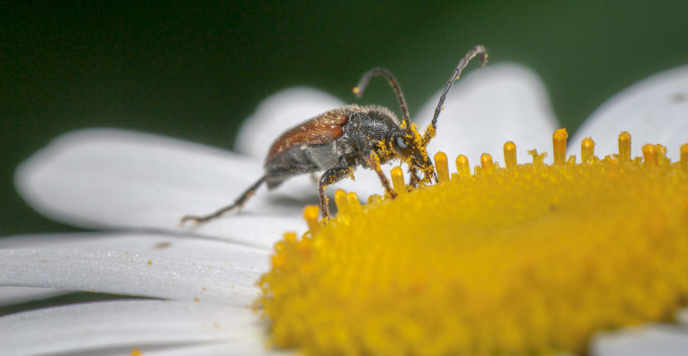 2020-05-21 - NSG Hürfeldhalde Dorsten