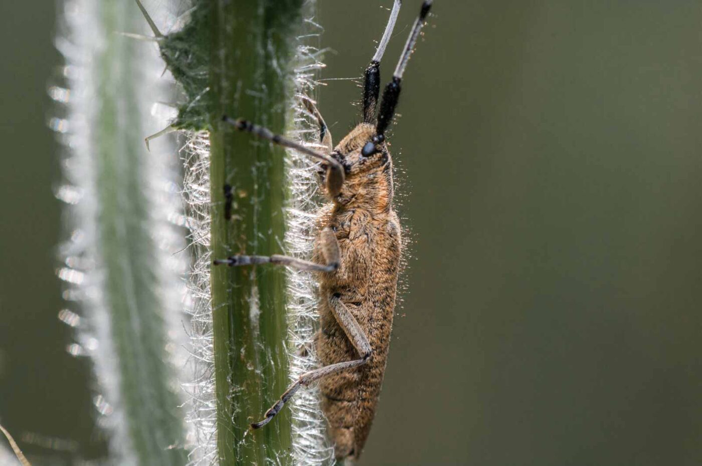 2020-05-21 - NSG Hürfeldhalde Dorsten