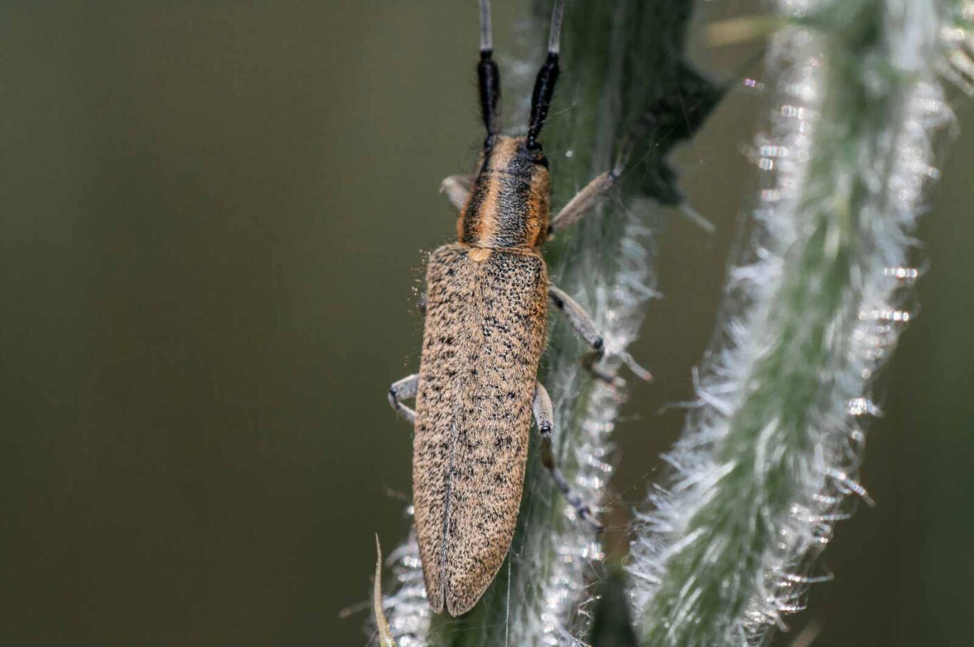 2020-05-21 - NSG Hürfeldhalde Dorsten