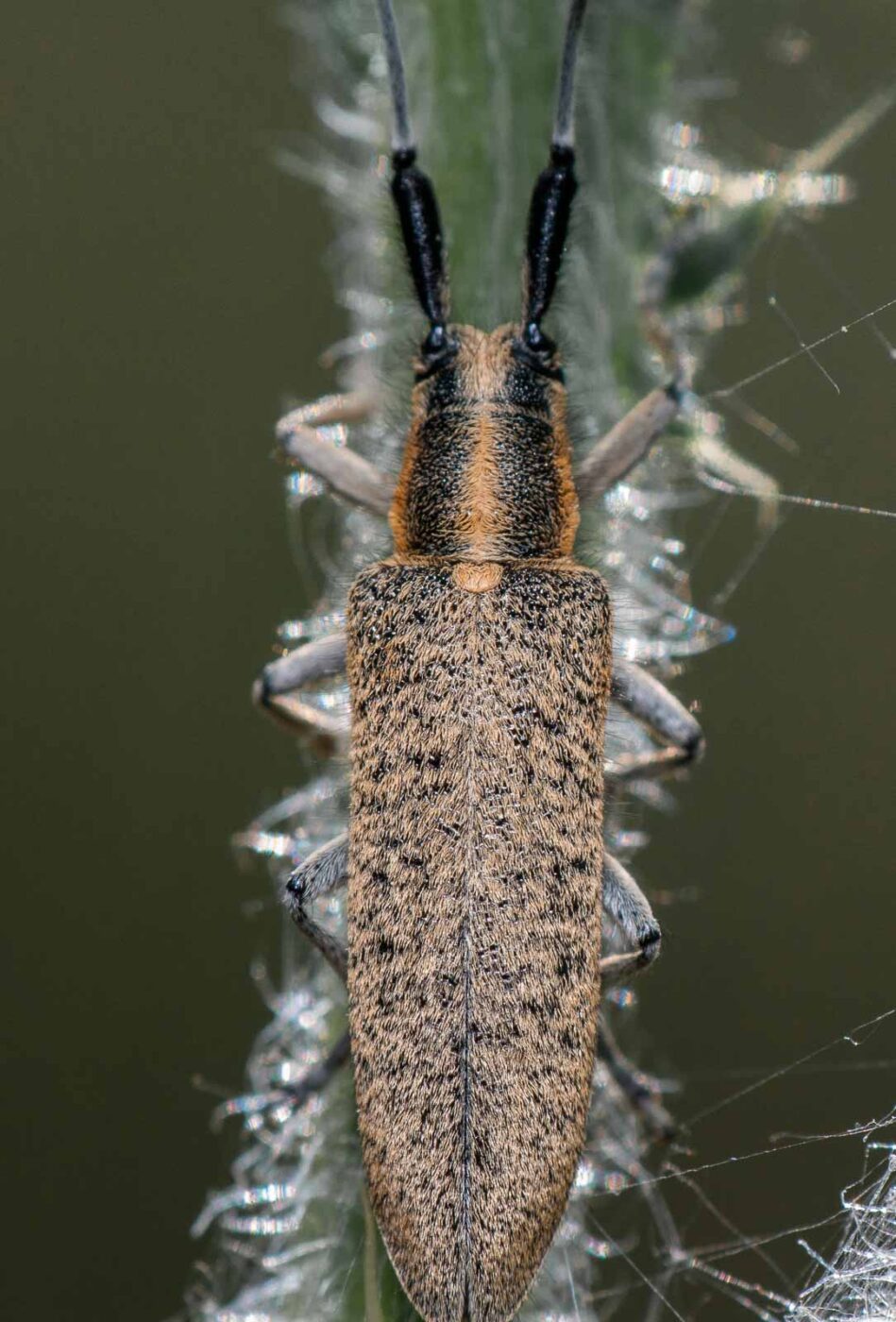 2020-05-21 - NSG Hürfeldhalde Dorsten