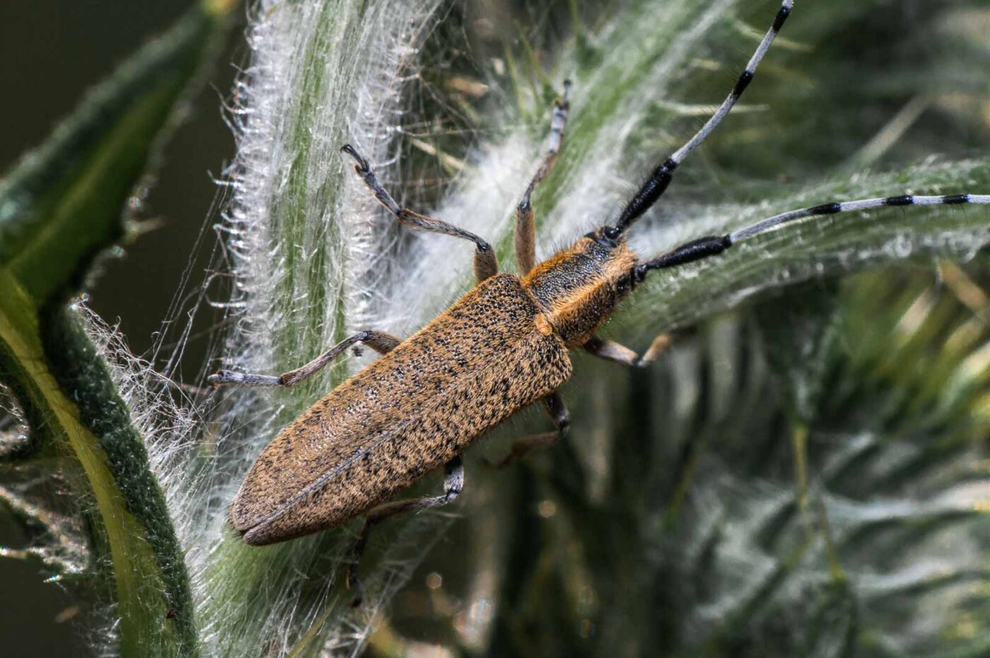 2020-05-21 - NSG Hürfeldhalde Dorsten