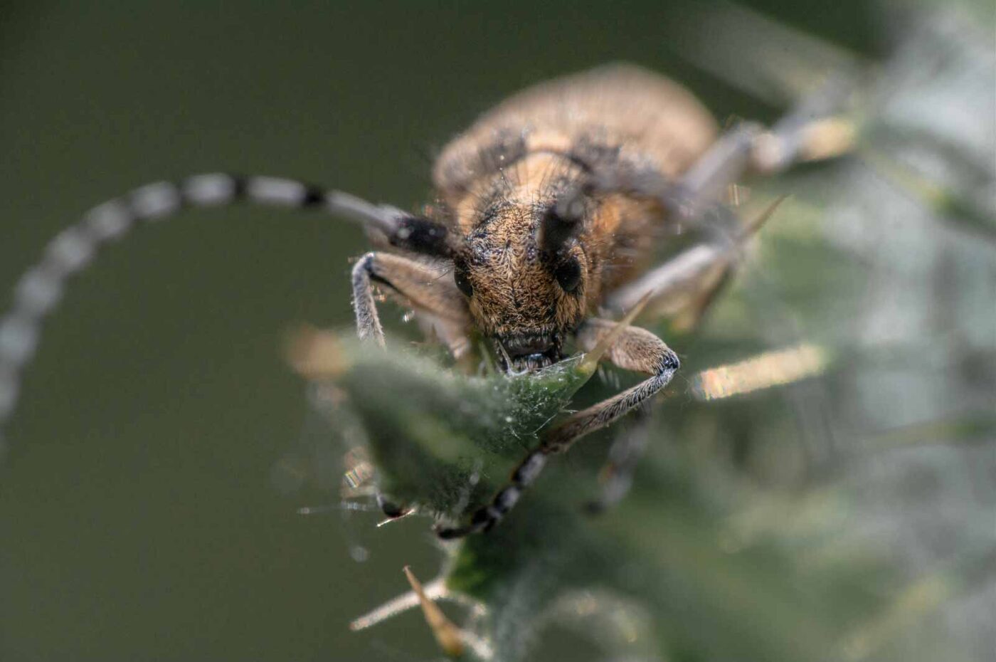 2020-05-21 - NSG Hürfeldhalde Dorsten