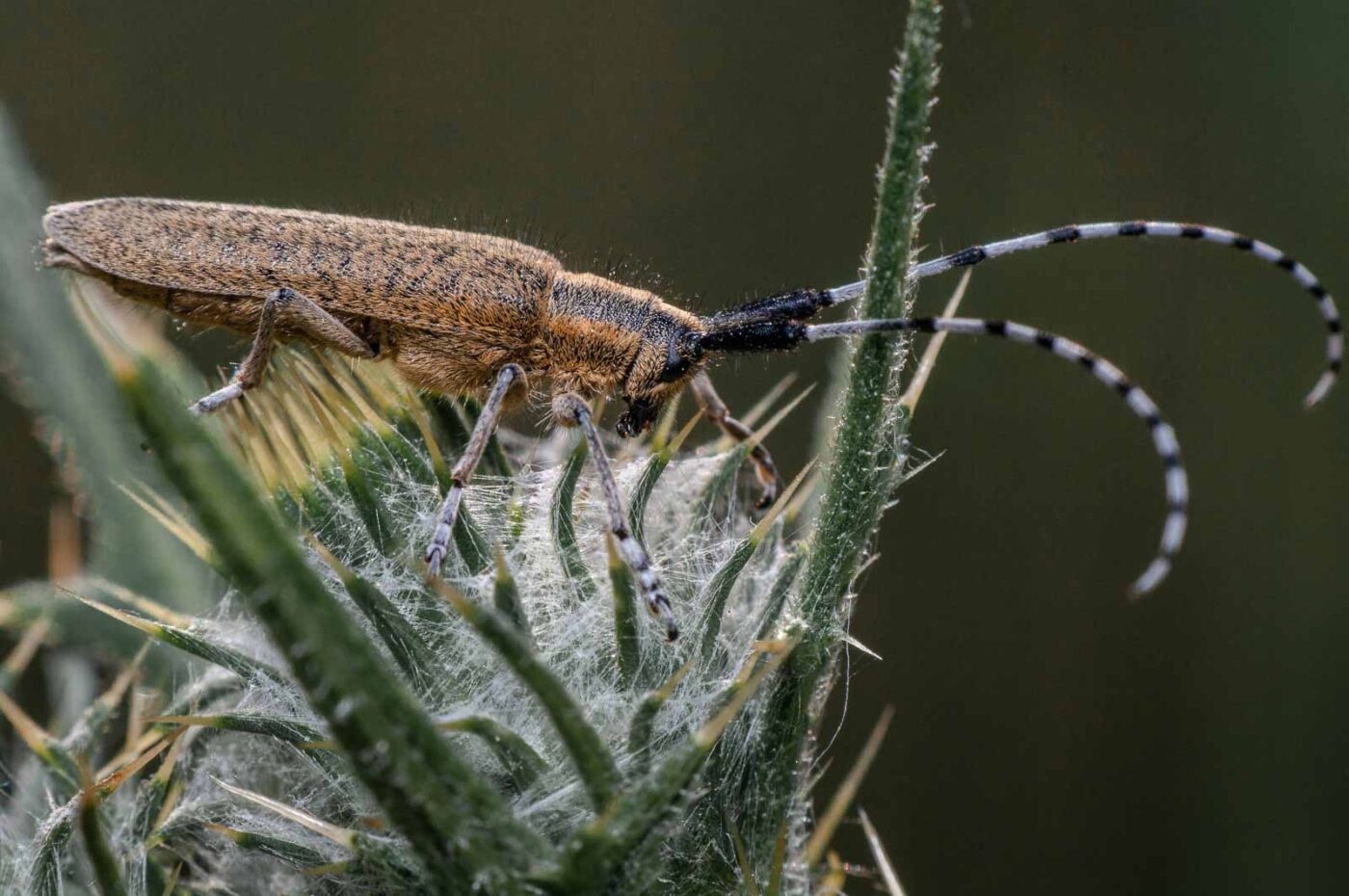 2020-05-21 - NSG Hürfeldhalde Dorsten