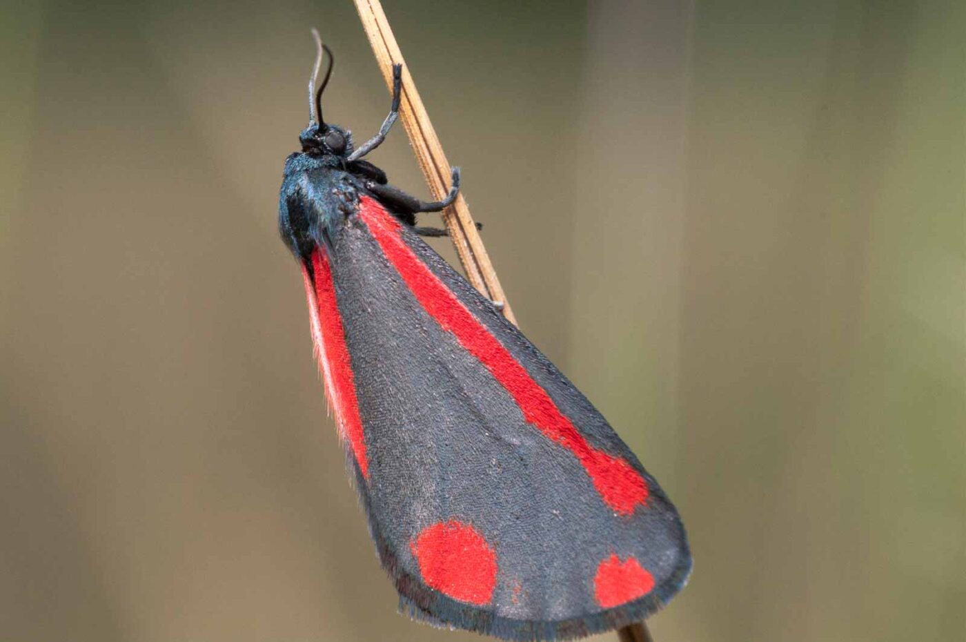 2020-05-21 - NSG Hürfeldhalde Dorsten