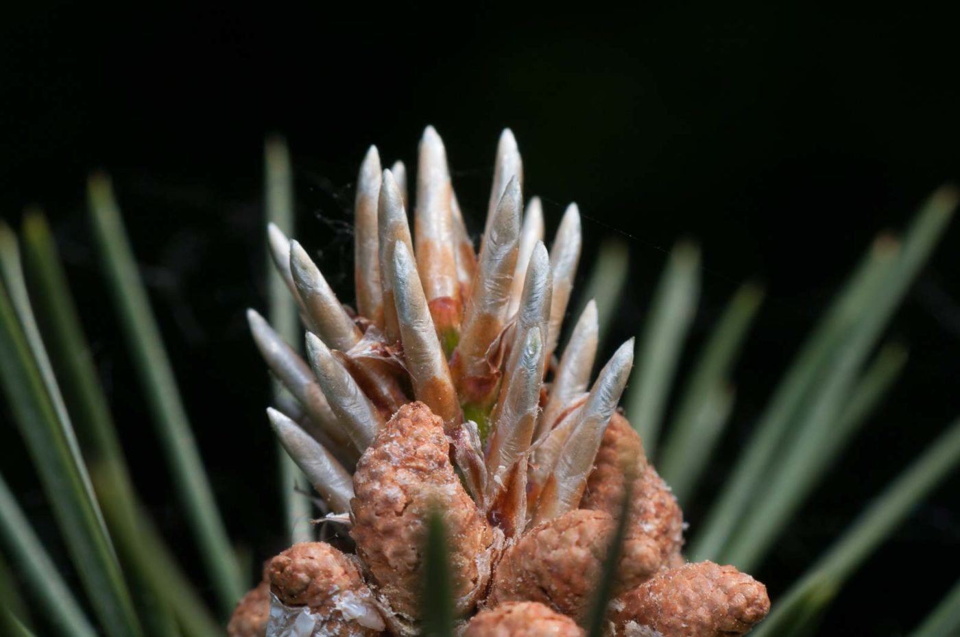 2020-05-21 - NSG Hürfeldhalde Dorsten