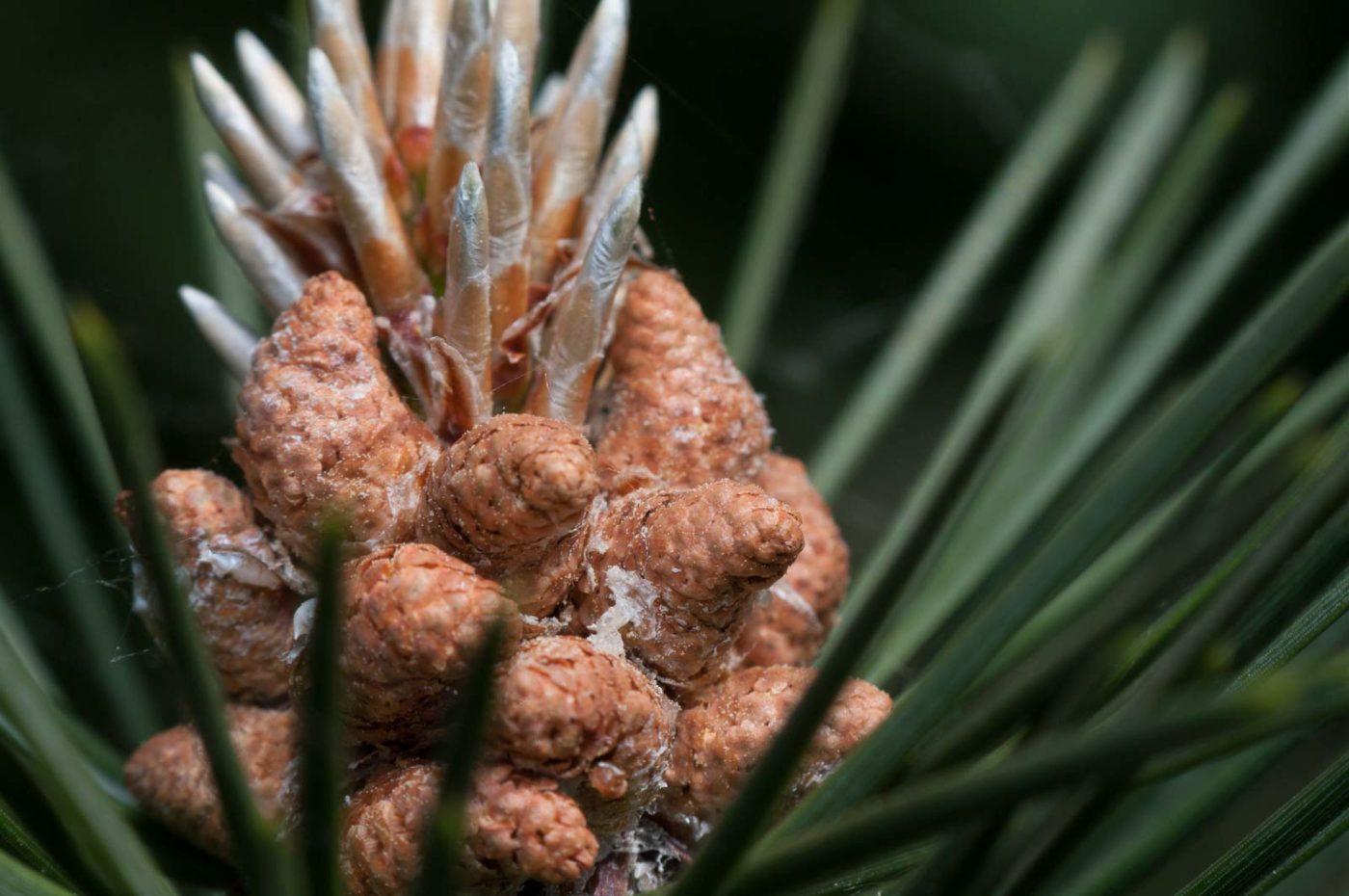 2020-05-21 - NSG Hürfeldhalde Dorsten