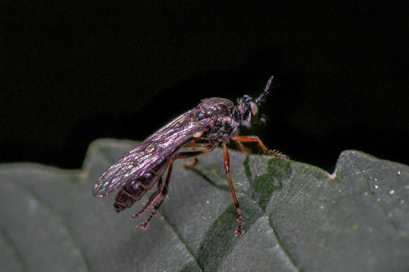 2020-05-21 - NSG Hürfeldhalde Dorsten