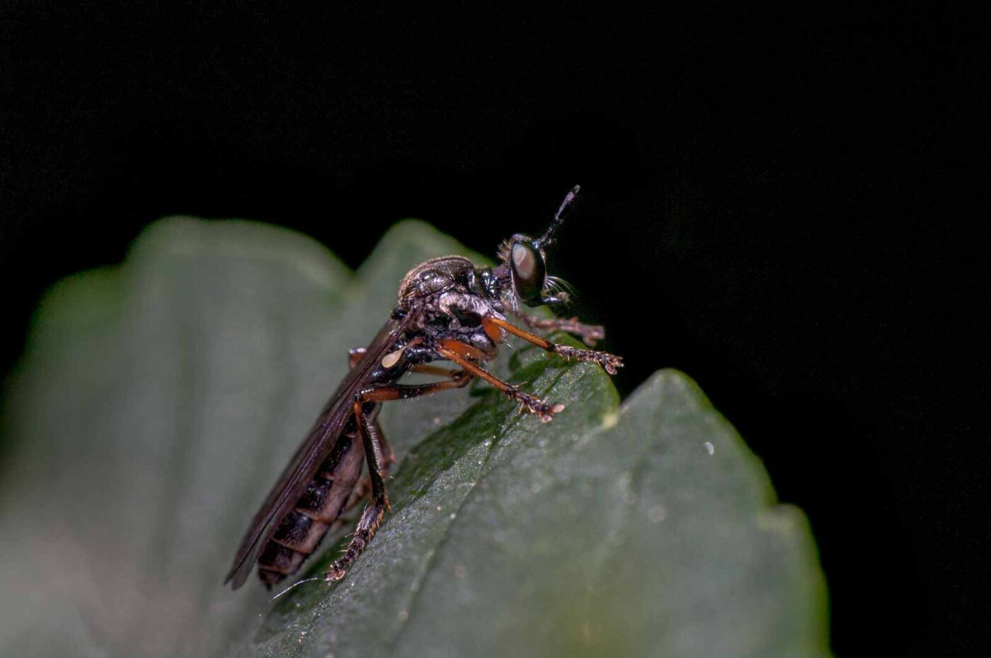 2020-05-21 - NSG Hürfeldhalde Dorsten