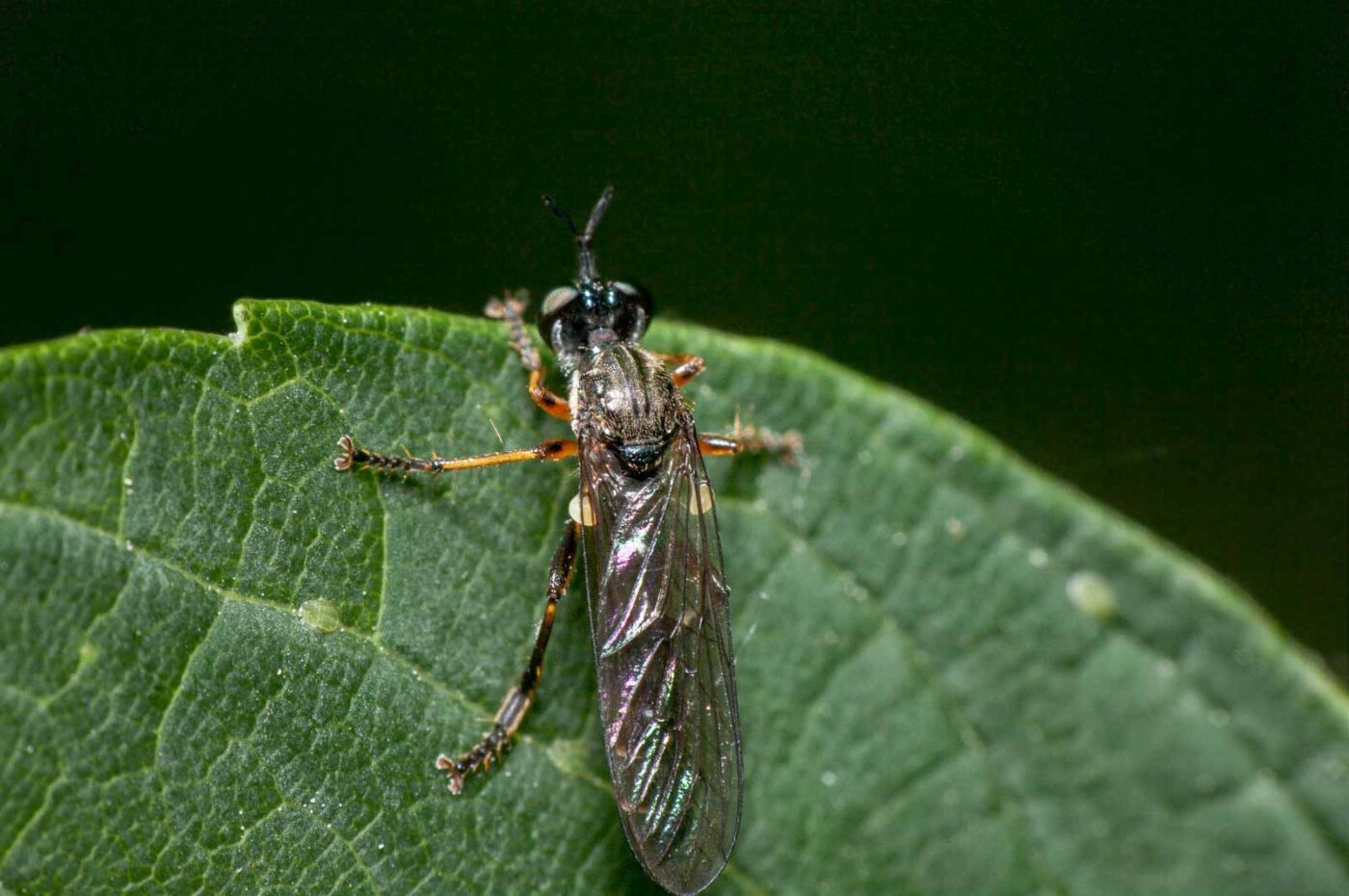 2020-05-21 - NSG Hürfeldhalde Dorsten