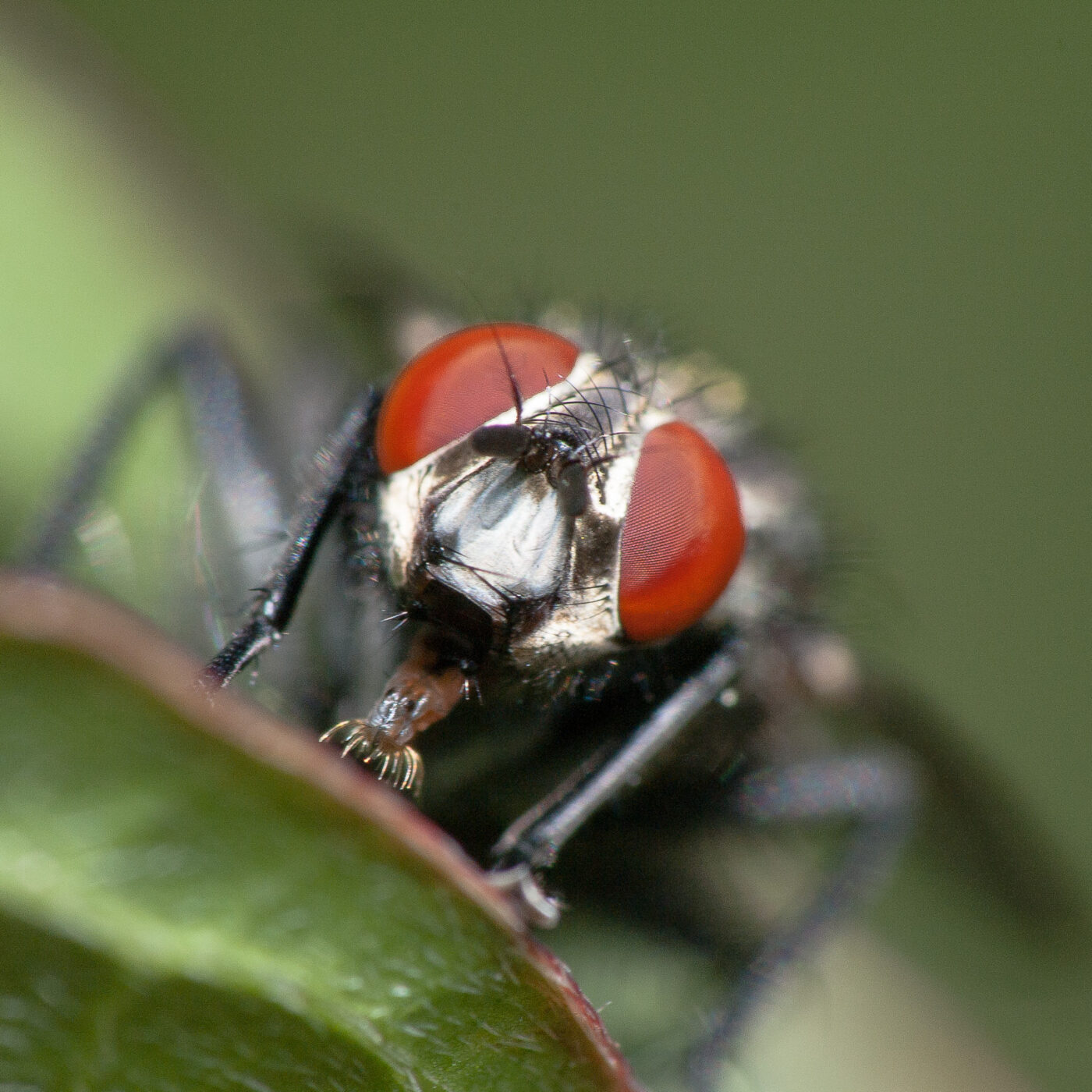2020-05-21 - NSG Hürfeldhalde Dorsten