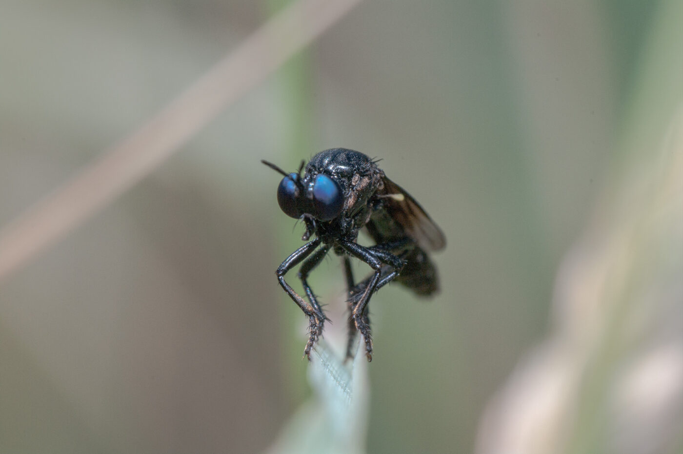 2020-05-21 - NSG Hürfeldhalde Dorsten