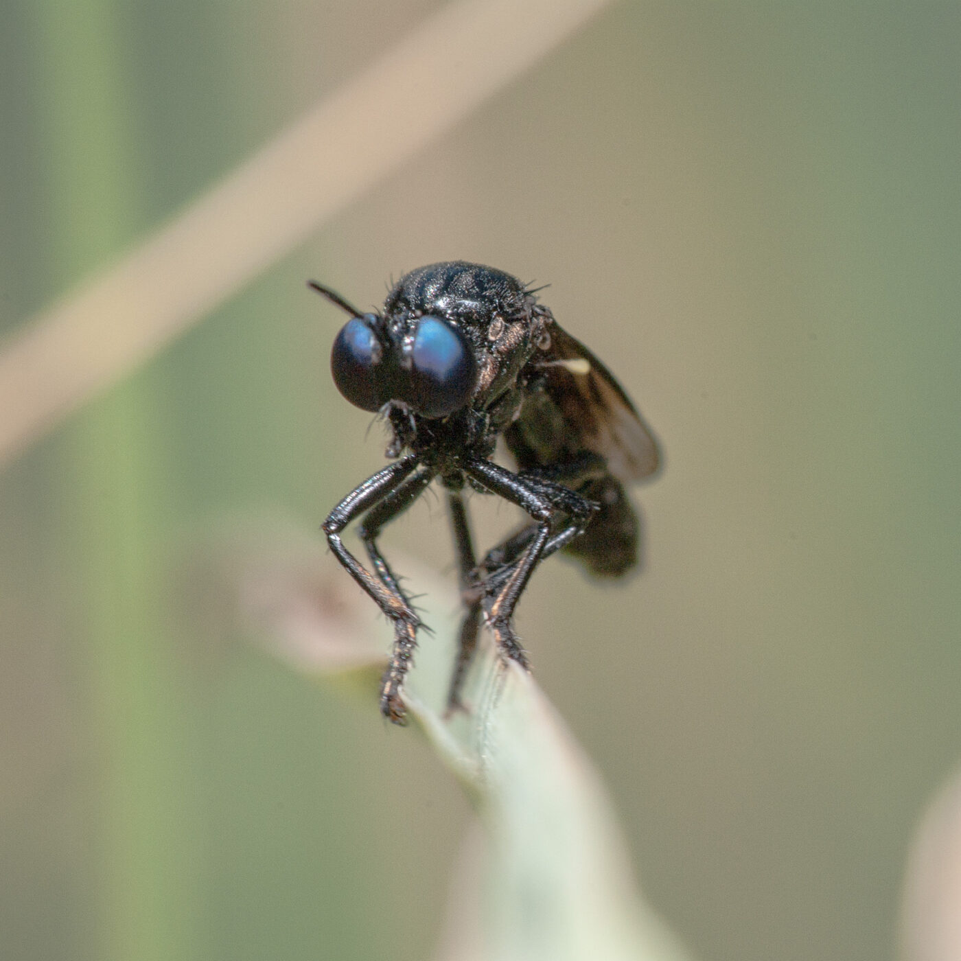 2020-05-21 - NSG Hürfeldhalde Dorsten