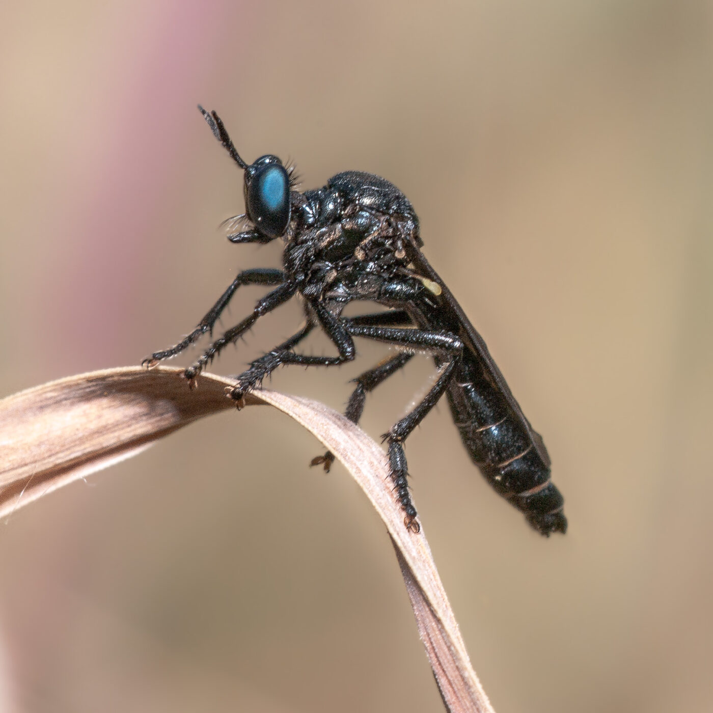 2020-05-21 - NSG Hürfeldhalde Dorsten