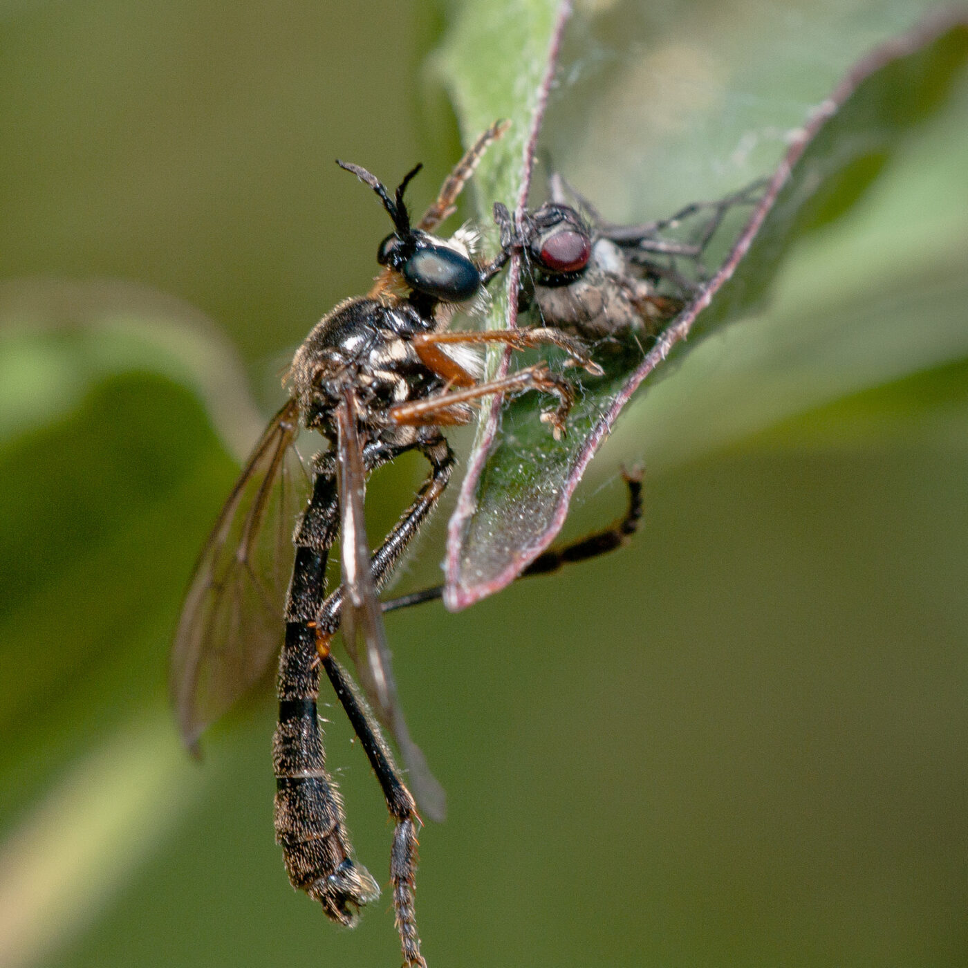2020-05-21 - NSG Hürfeldhalde Dorsten