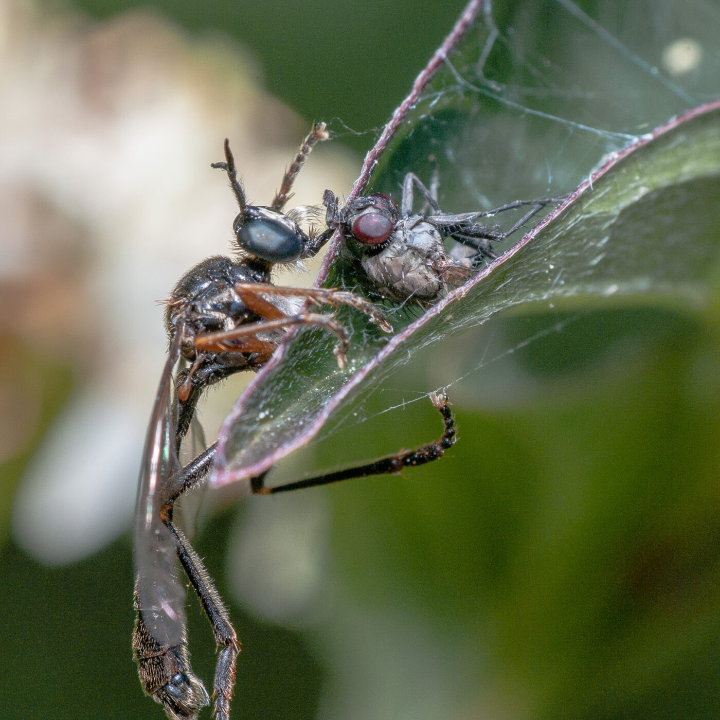 2020-05-21 - NSG Hürfeldhalde Dorsten