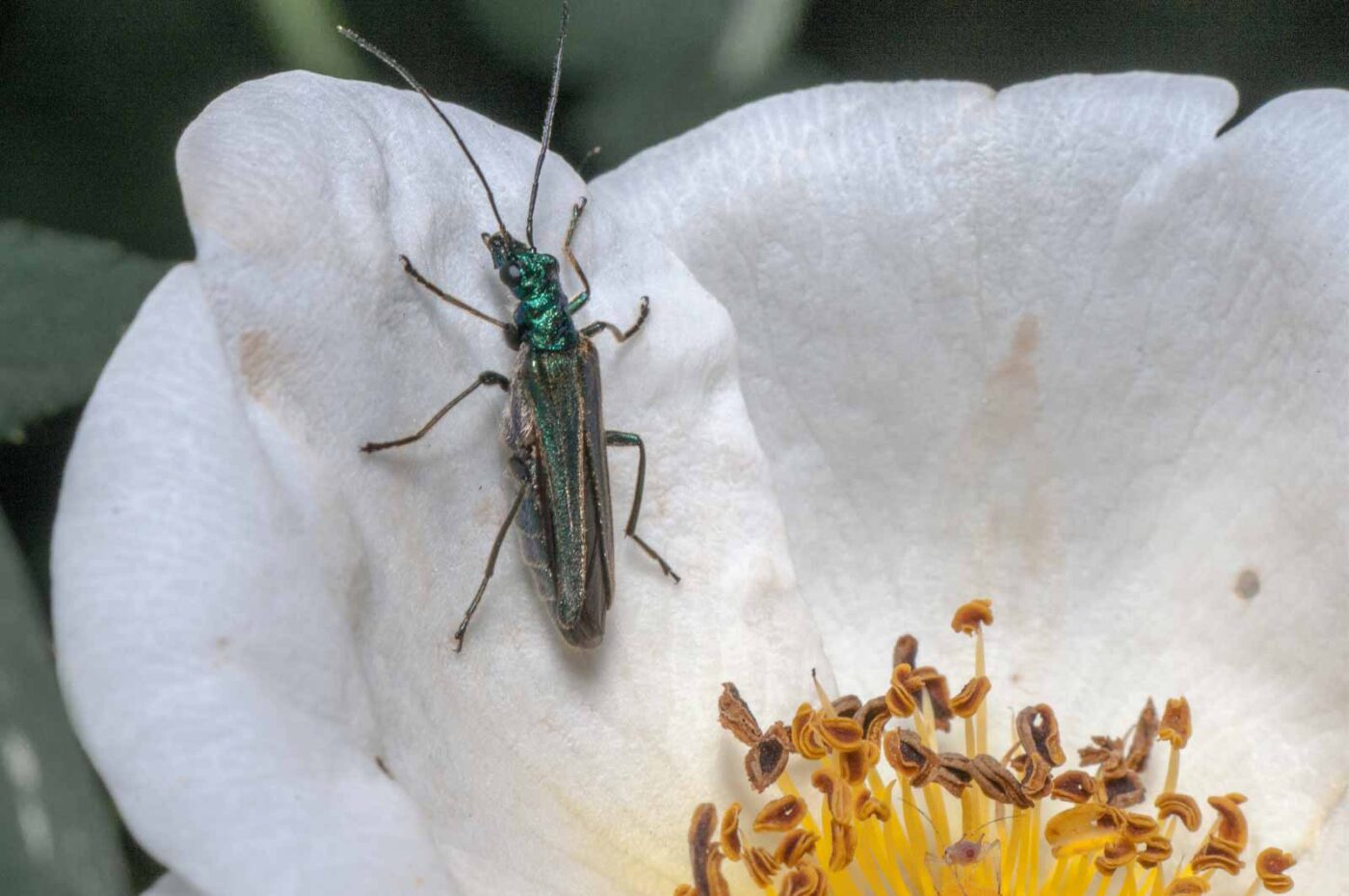 2020-05-21 - NSG Hürfeldhalde Dorsten