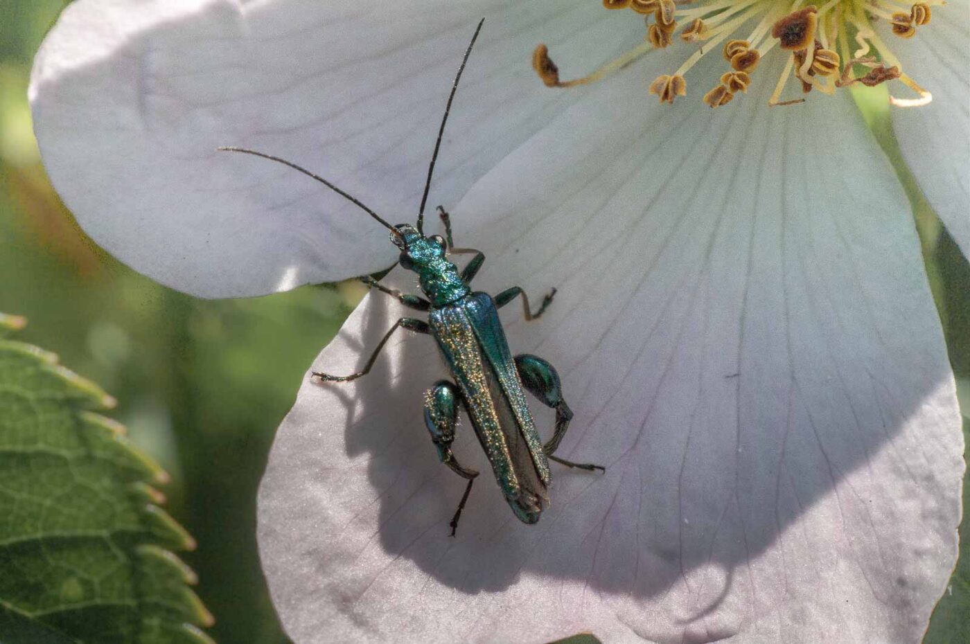 2020-05-21 - NSG Hürfeldhalde Dorsten