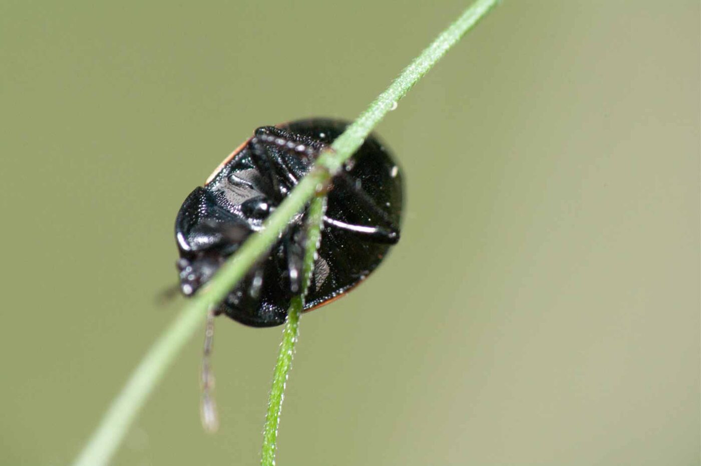 2020-05-21 - NSG Hürfeldhalde Dorsten