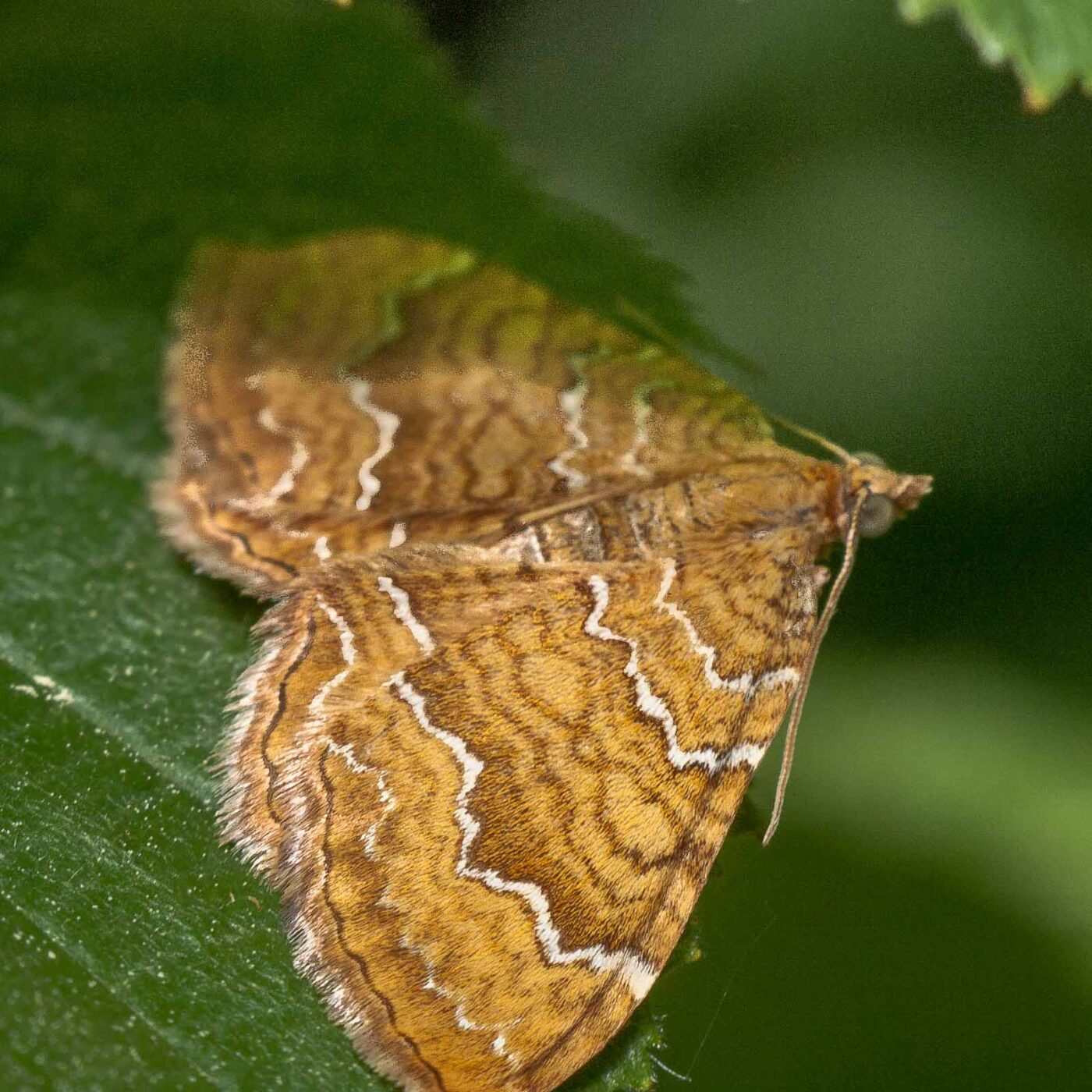 2020-05-21 - NSG Hürfeldhalde Dorsten