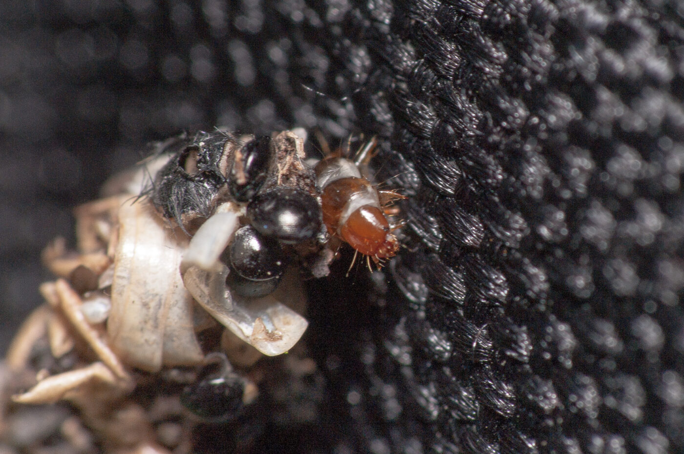 2020-05-21 - NSG Hürfeldhalde Dorsten