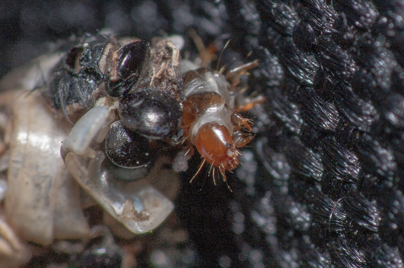 2020-05-21 - NSG Hürfeldhalde Dorsten