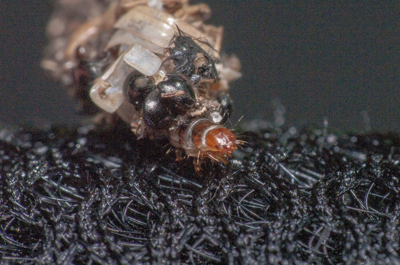 2020-05-21 - NSG Hürfeldhalde Dorsten