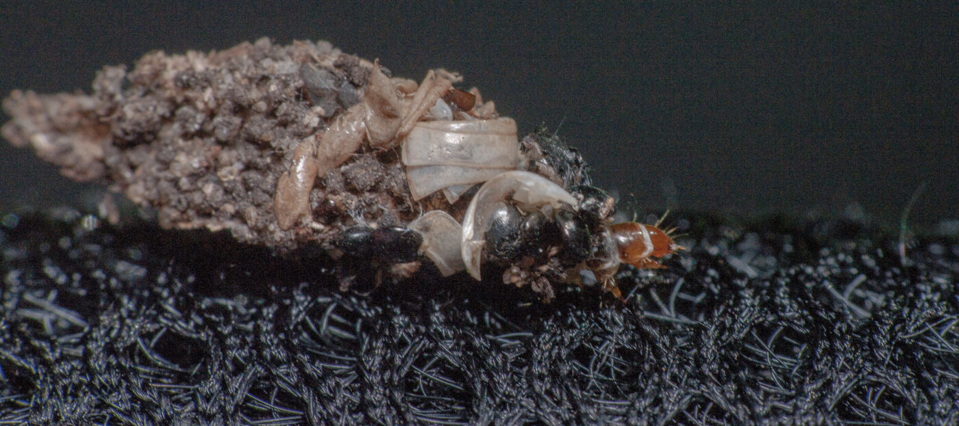 2020-05-21 - NSG Hürfeldhalde Dorsten