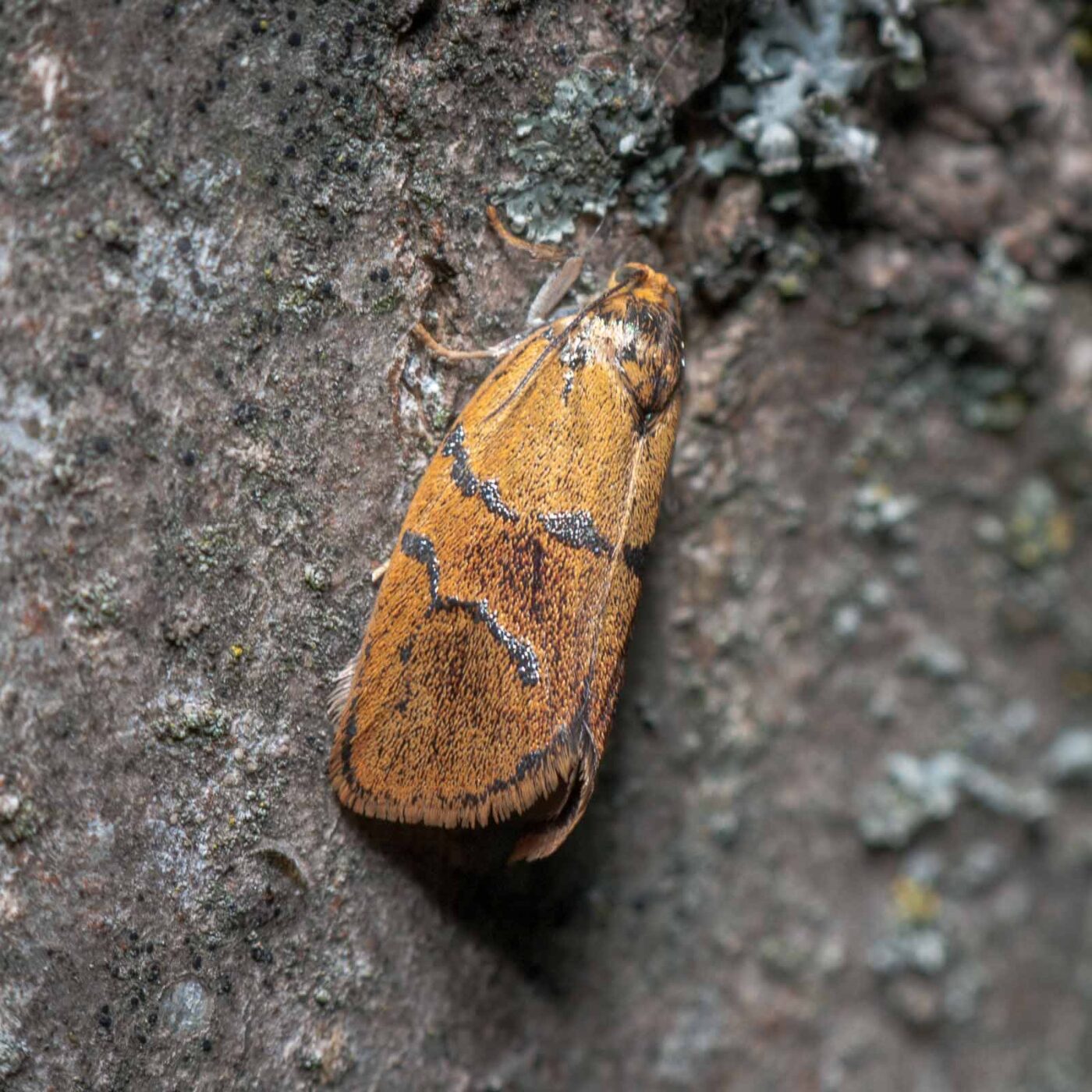 2020-05-21 - NSG Hürfeldhalde Dorsten