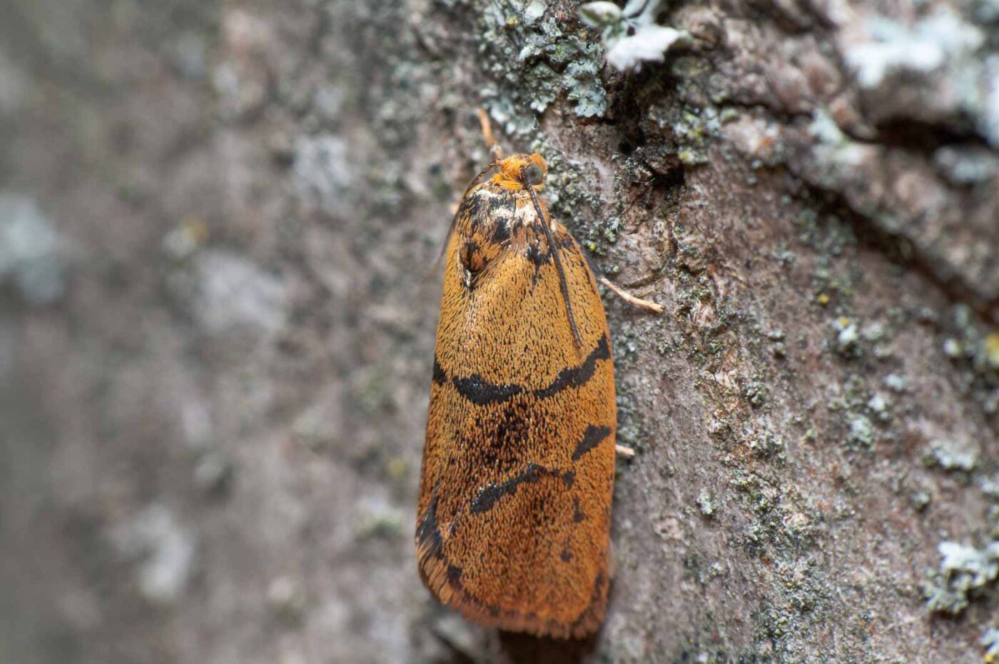 2020-05-21 - NSG Hürfeldhalde Dorsten