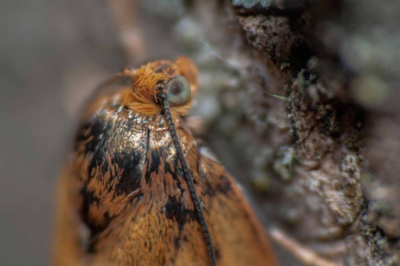 2020-05-21 - NSG Hürfeldhalde Dorsten