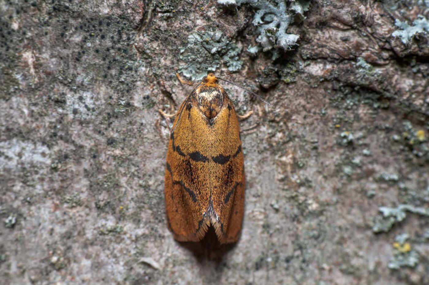 2020-05-21 - NSG Hürfeldhalde Dorsten