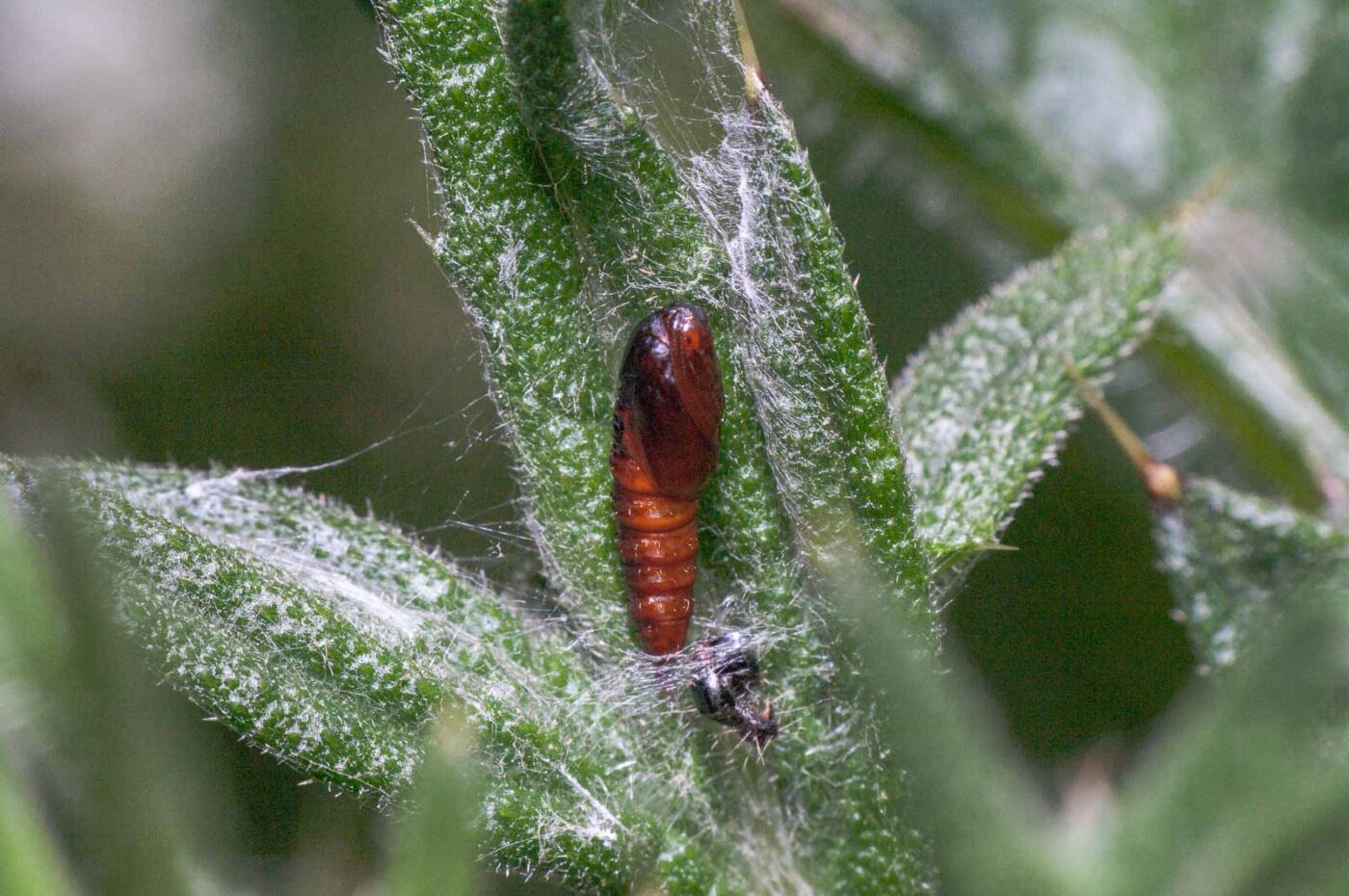 2020-05-21 - NSG Hürfeldhalde Dorsten