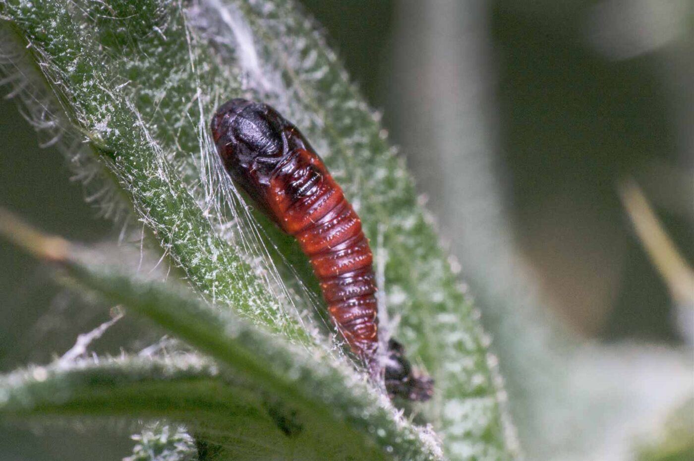 2020-05-21 - NSG Hürfeldhalde Dorsten