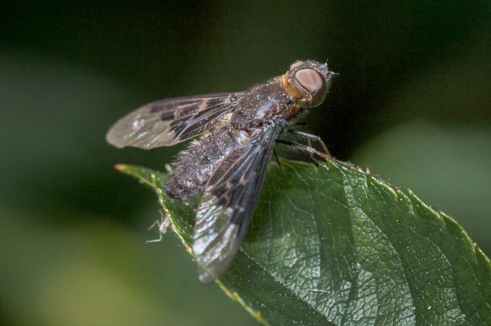 2020-05-21 – NSG Hürfeldhalde Dorsten
