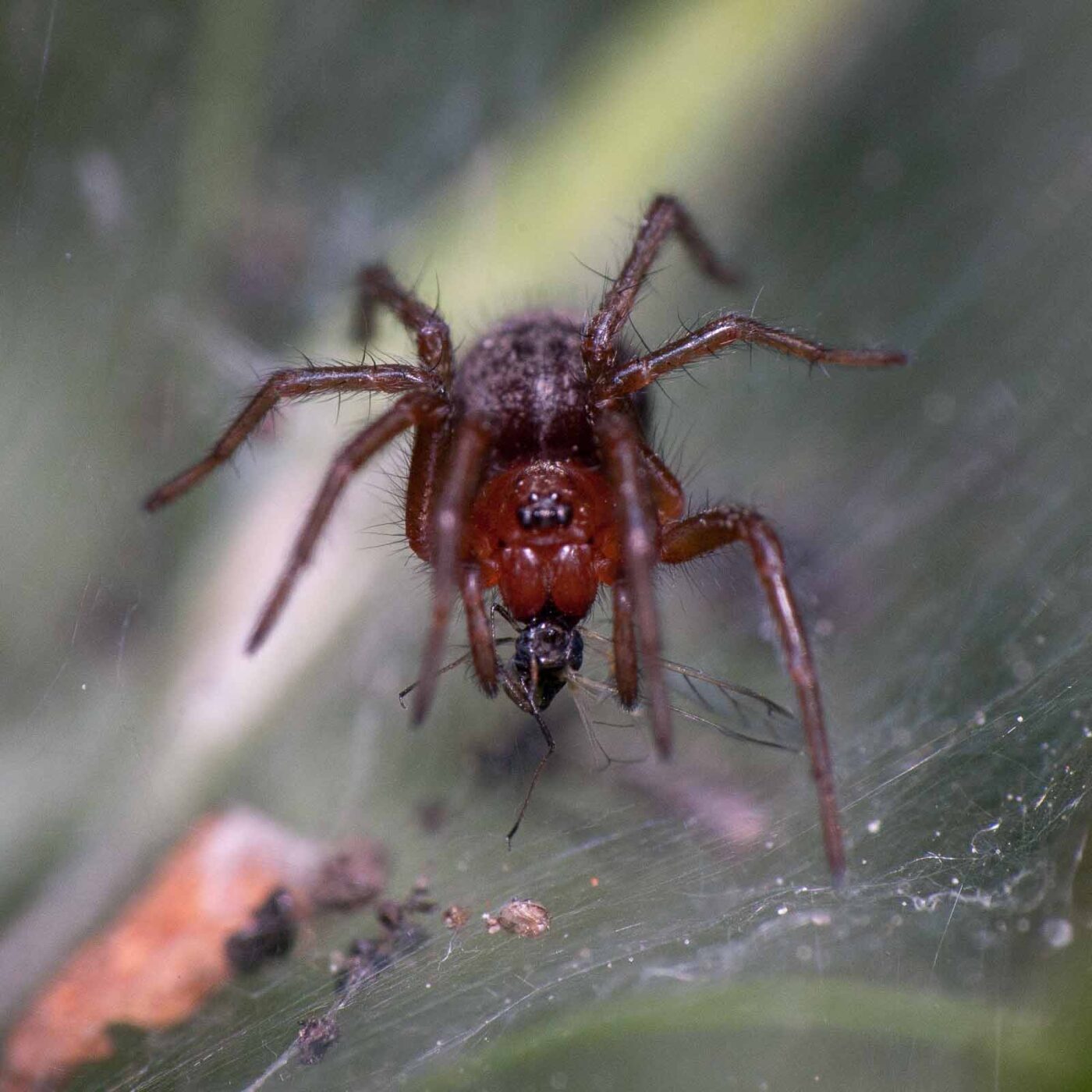 2020-05-21 - NSG Hürfeldhalde Dorsten