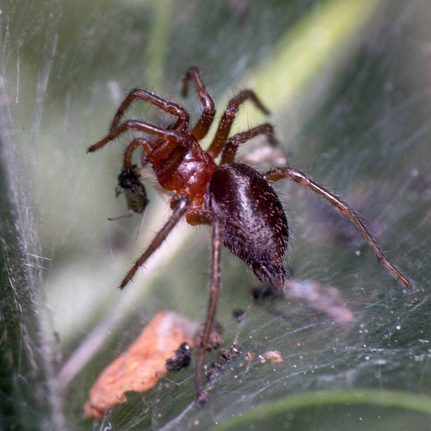 2020-05-21 - NSG Hürfeldhalde Dorsten