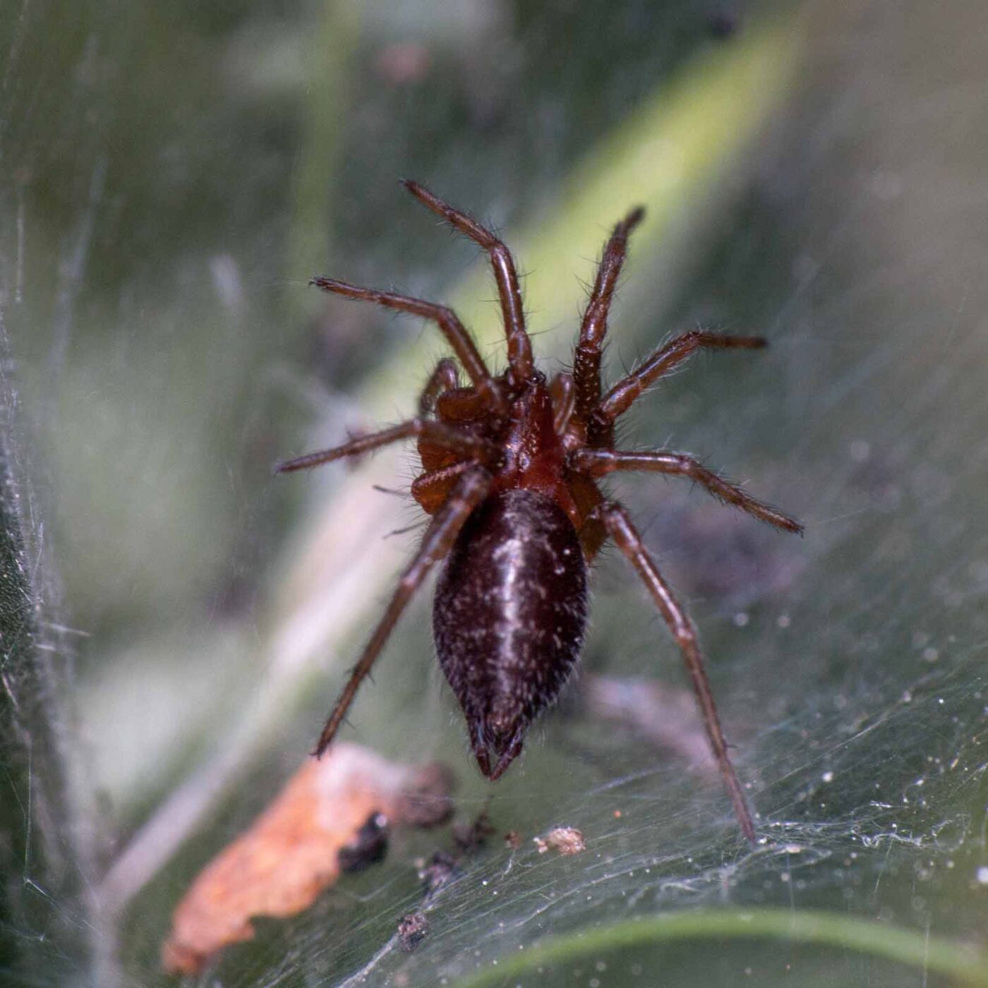 2020-05-21 - NSG Hürfeldhalde Dorsten