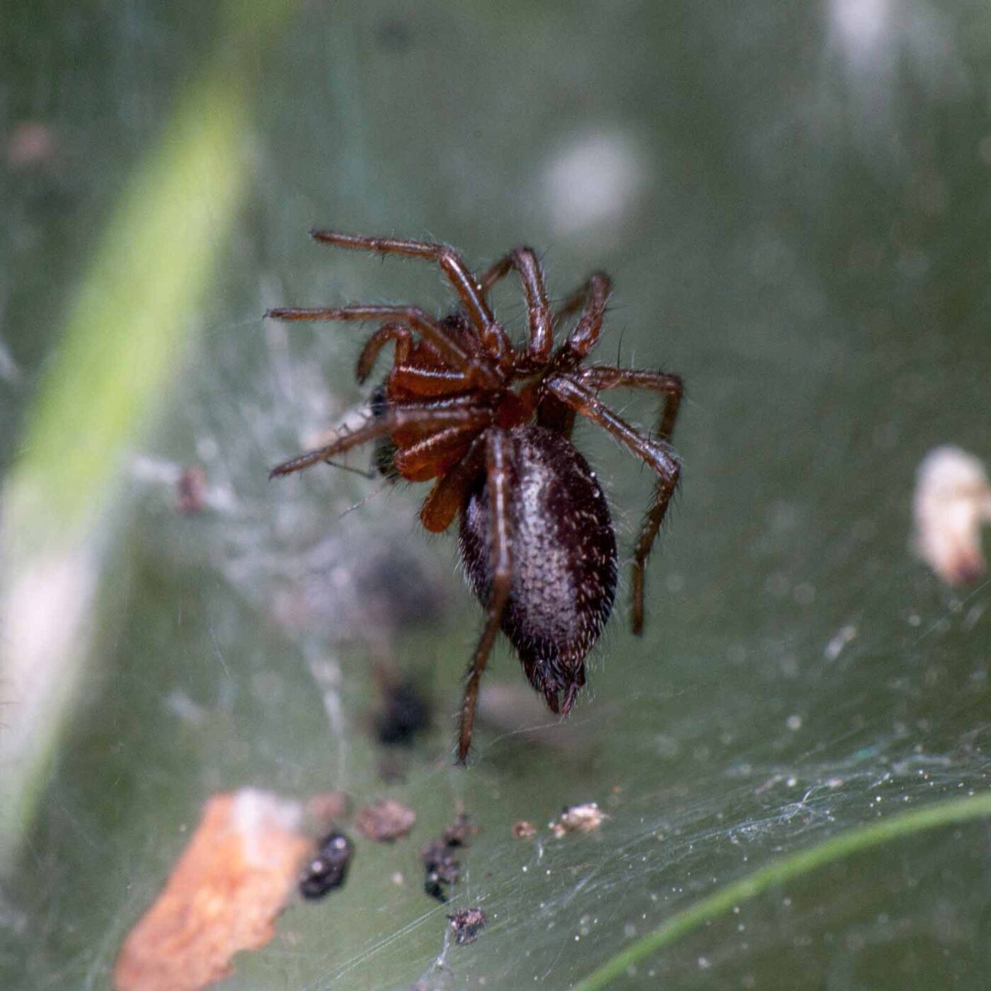 2020-05-21 - NSG Hürfeldhalde Dorsten