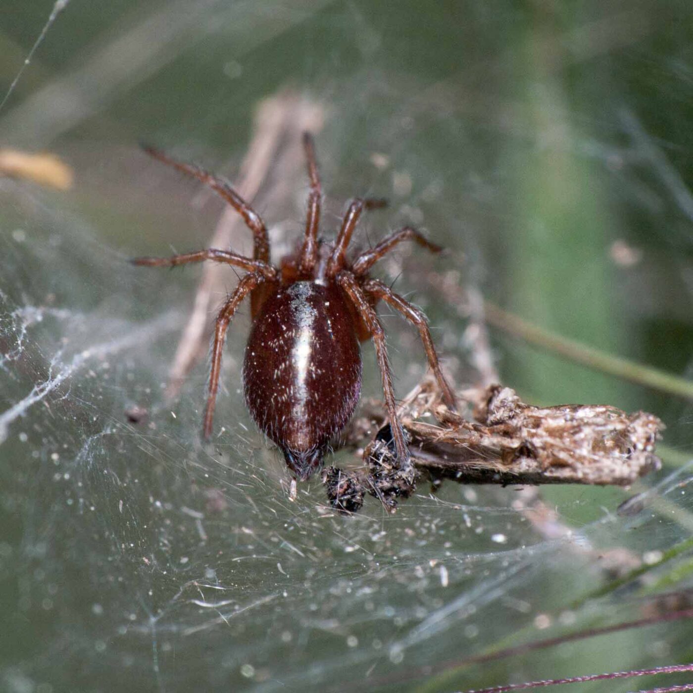 2020-05-21 - NSG Hürfeldhalde Dorsten