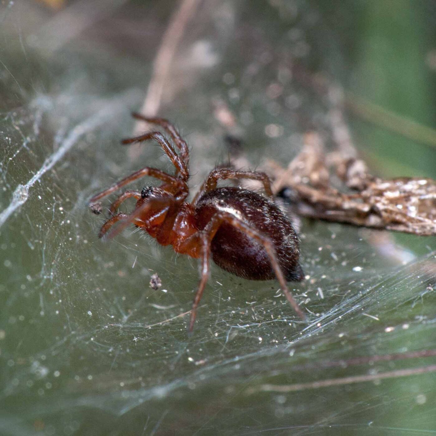 2020-05-21 - NSG Hürfeldhalde Dorsten