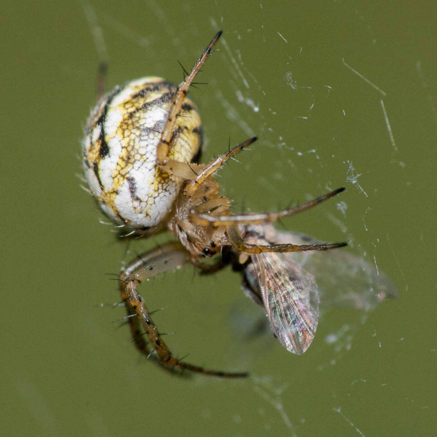 2020-05-21 - NSG Hürfeldhalde Dorsten