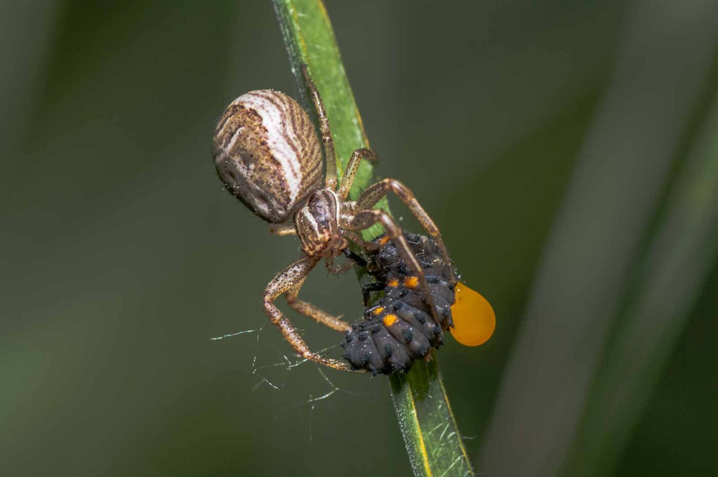 2020-05-21 - NSG Hürfeldhalde Dorsten
