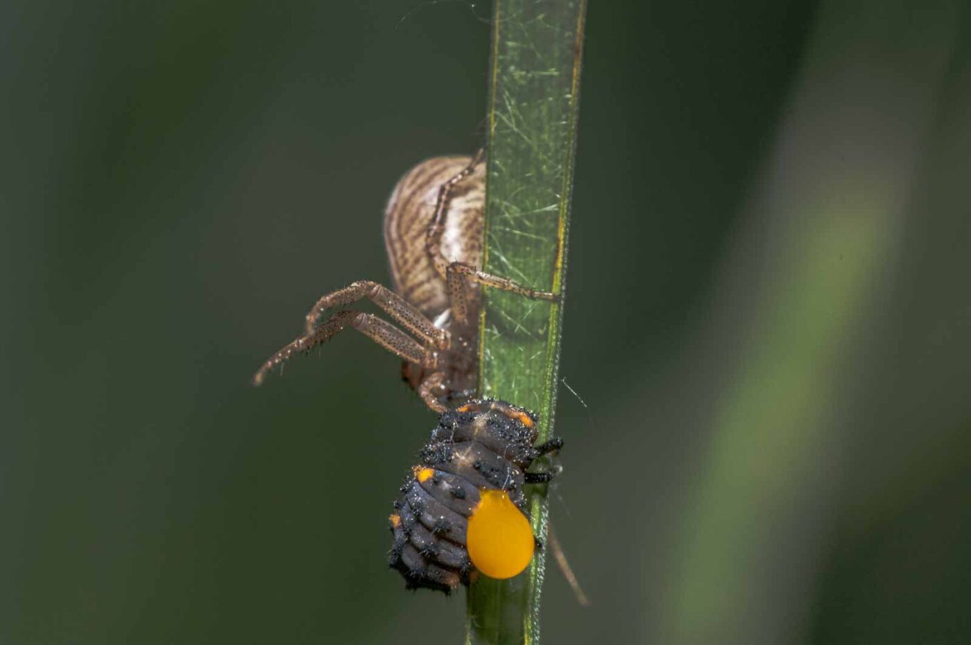 2020-05-21 - NSG Hürfeldhalde Dorsten