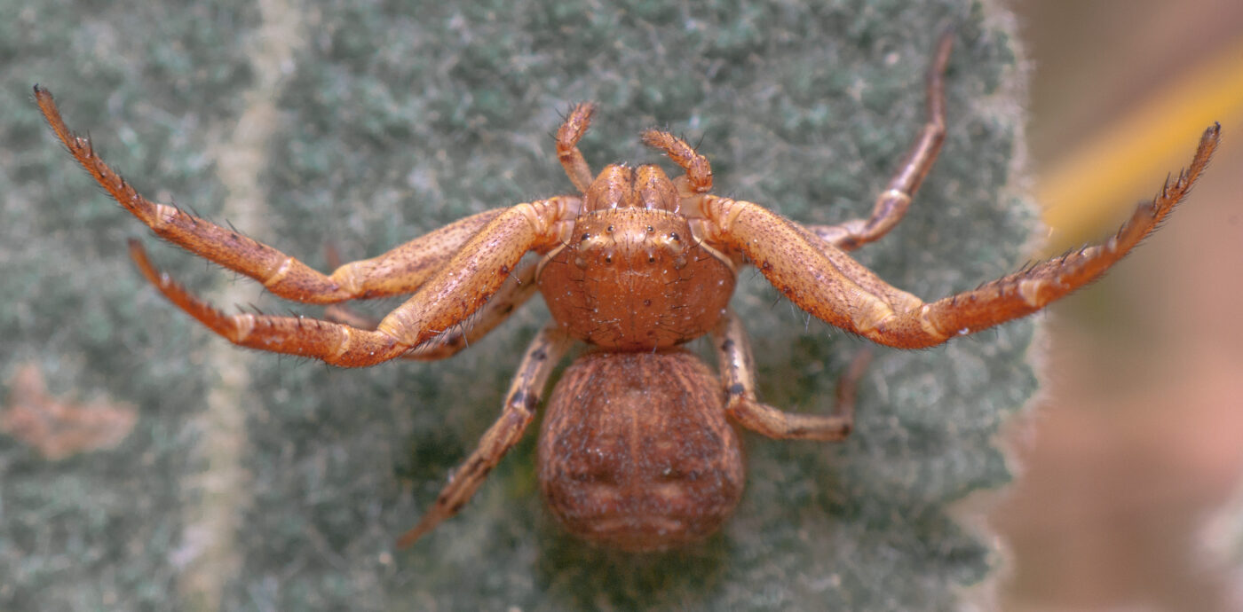 2020-05-21 - NSG Hürfeldhalde Dorsten