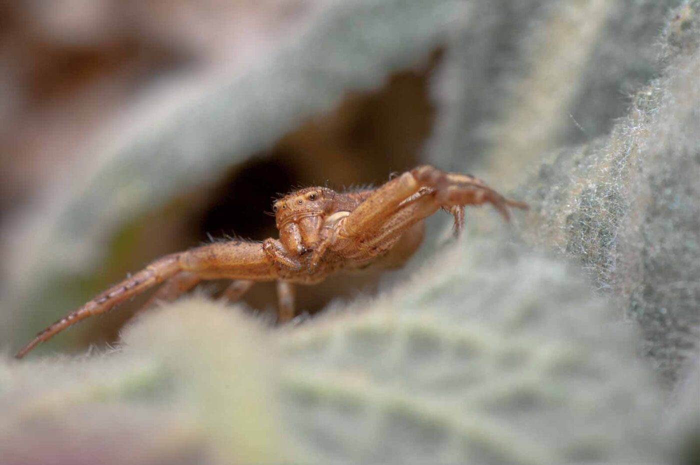 2020-05-21 - NSG Hürfeldhalde Dorsten