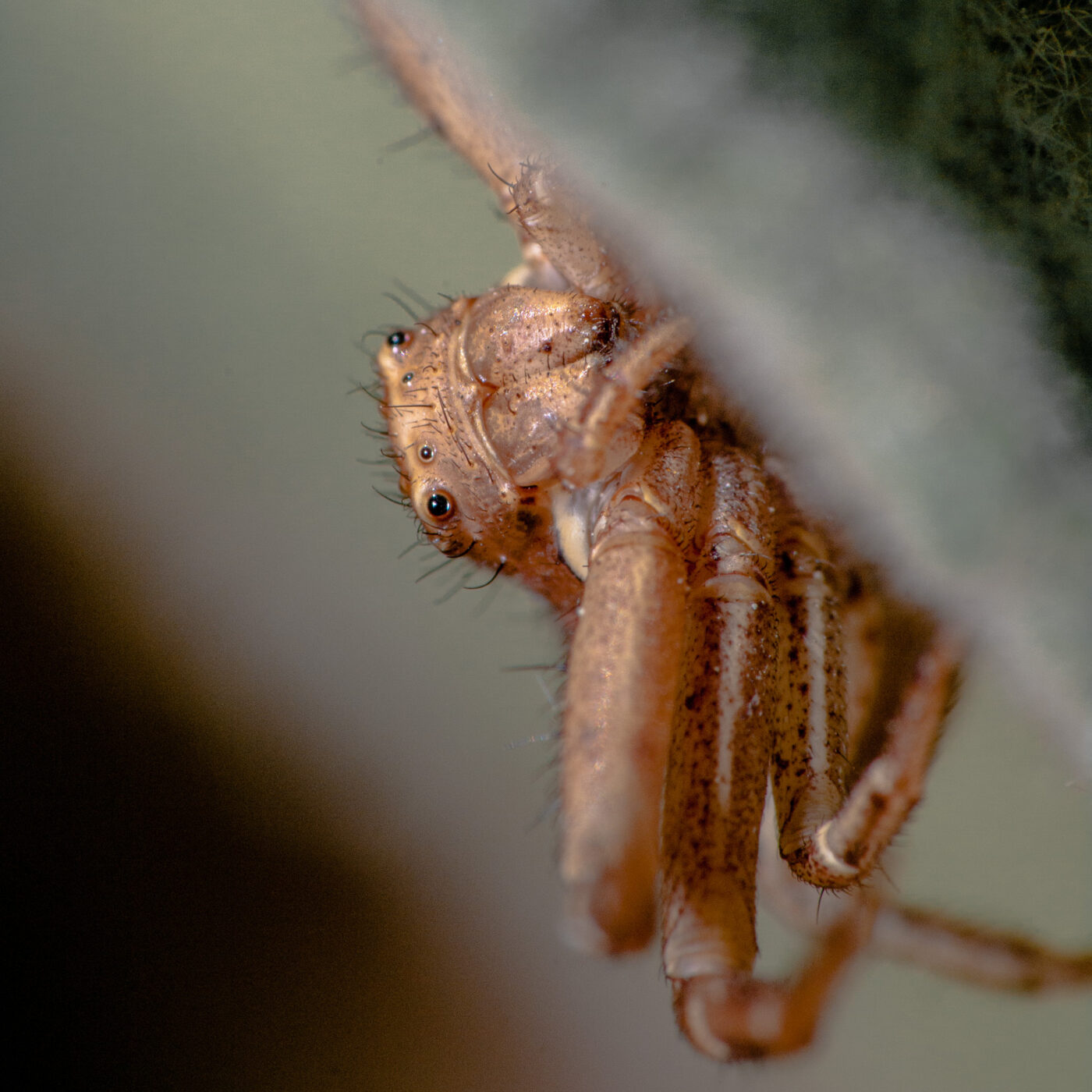 2020-05-21 - NSG Hürfeldhalde Dorsten