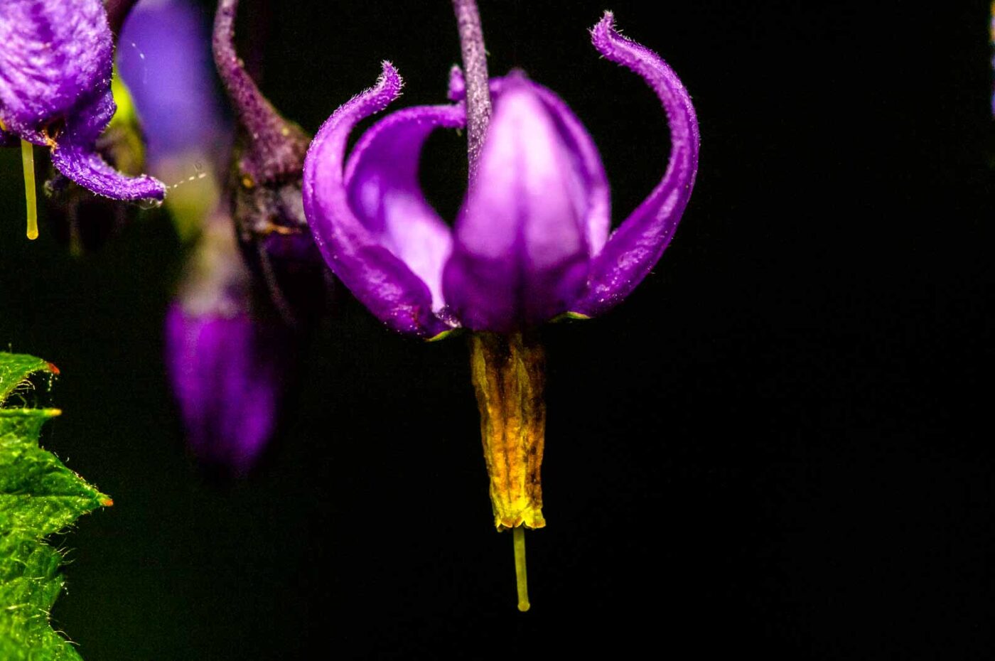 2020-06-01 - NSG Hafen Herten