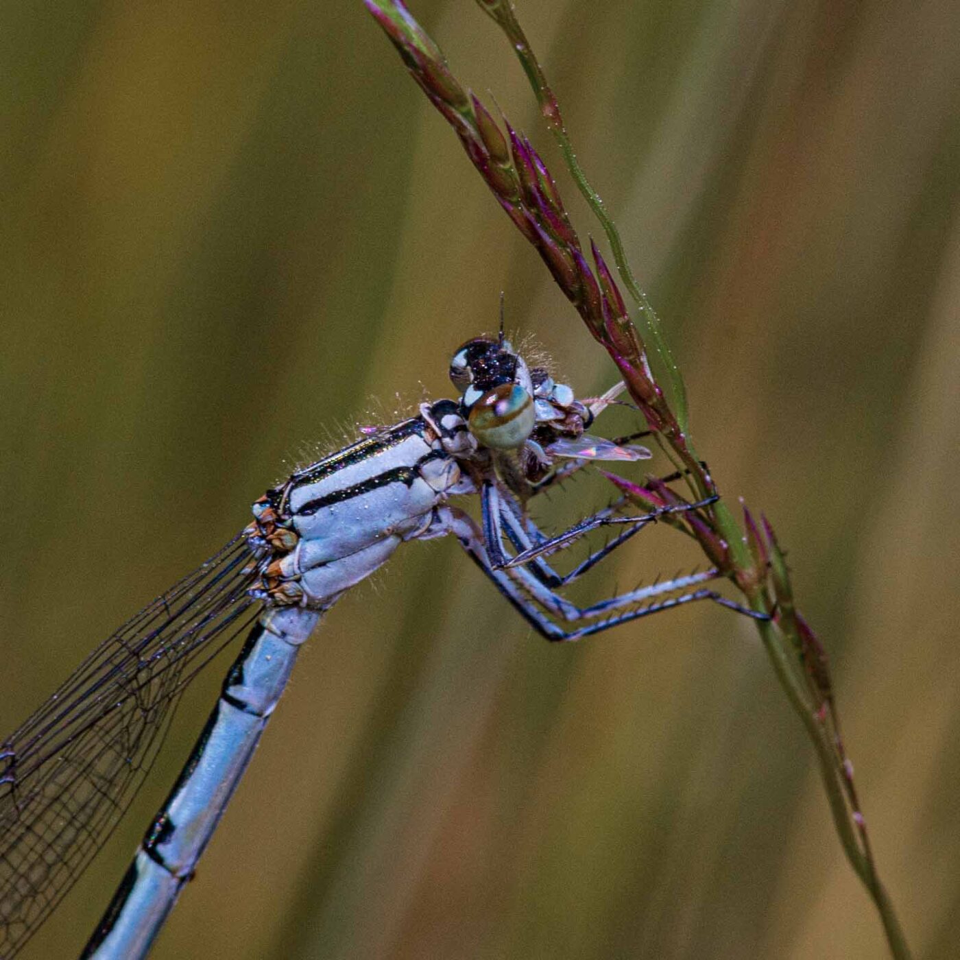 2020-06-01 - NSG Hafen Herten
